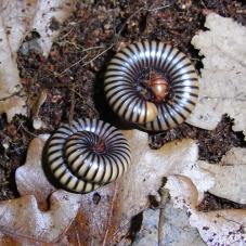 Tri Colour Millipede (Unknown species)