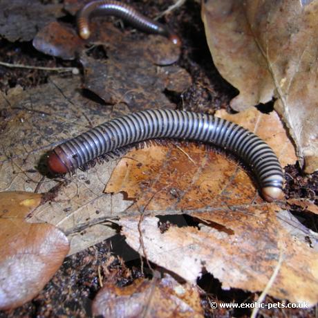 Tri Colour Millipede