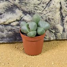 ProRep Live Plant - Living Stone