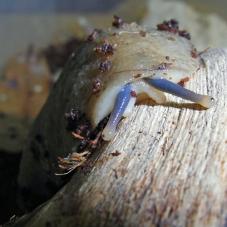 Pancake Slug (Veronicella sloanei)