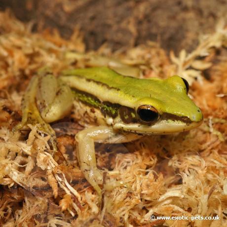 Green Cascade Frog