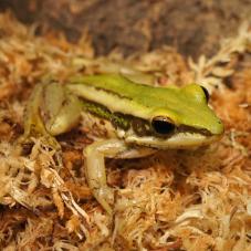 Green Cascade Frog (Rana livida)