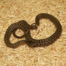 Dione Rat Snake (Elaphe dione)