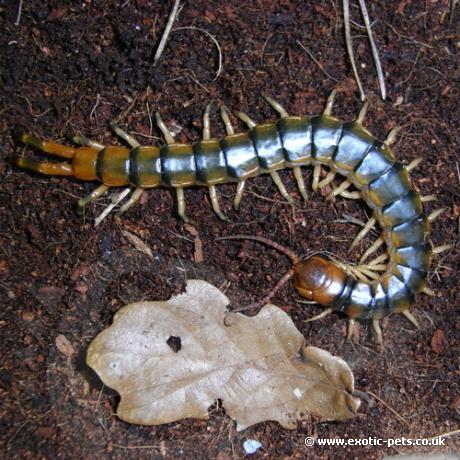 Amazon Centipede