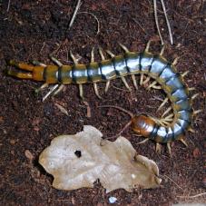 Amazon Centipede (Scolopendra angulata angulata)