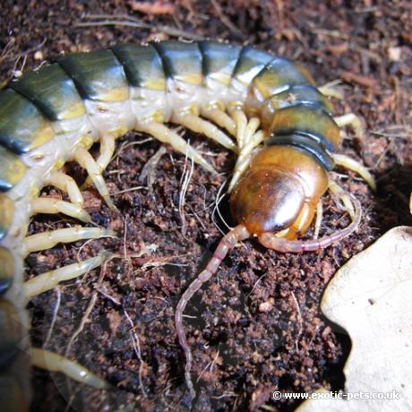 Amazon Centipede - head