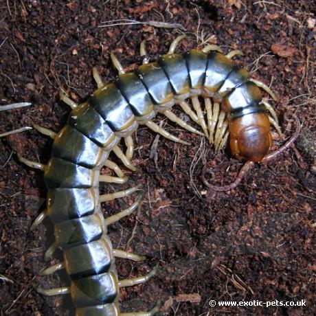 Amazon Centipede - dorsal view