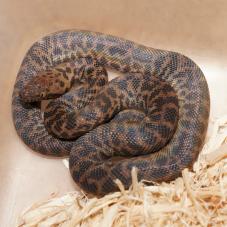 Spotted Python (Antaresia maculosa)