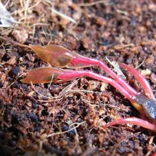 Fan Tailed Centipedes (Alipes grandidieri)