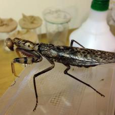 Brown Shield Mantis (Rhombomantis fusca)