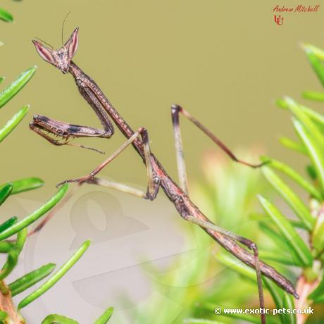 African Giant Stick Mantis
