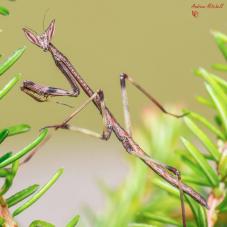 African Giant Stick Mantis (Heterochaeta orientalis)