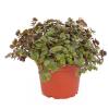 ProRep Edible Plant - Turtle Vine - 10cm pot