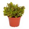 ProRep Edible Plant - Red Veined Sorrel - 10cm pot