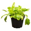 ProRep Edible Plant - Selfheal - 10cm pot