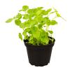 ProRep Edible Plant - Lemon Balm - 10cm pot