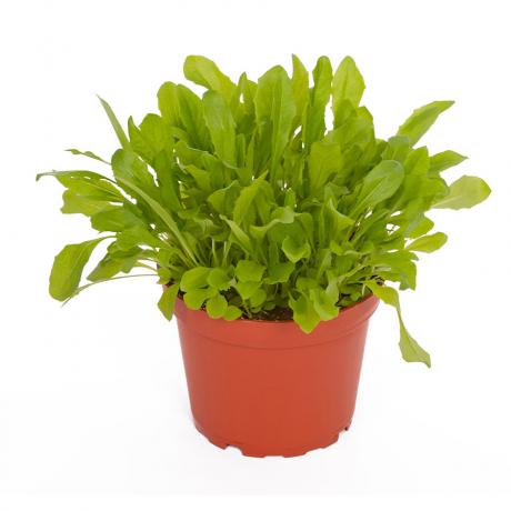 ProRep Edible Plant - Dandelion