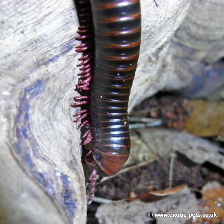 Barbados Banded Millipede - on log
