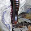 Barbados Banded Millipede - on log photo