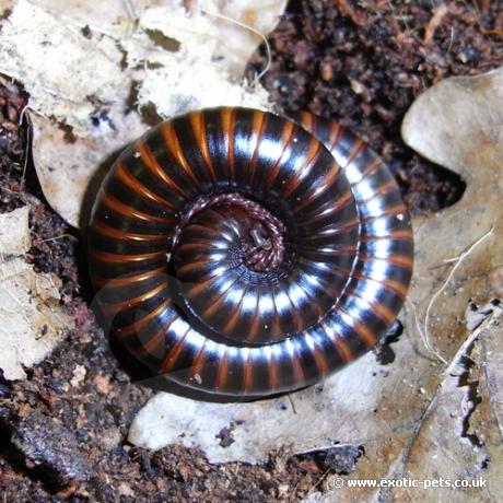 Barbados Banded Millipede - curled up