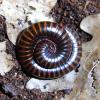 Barbados Banded Millipede - curled up photo