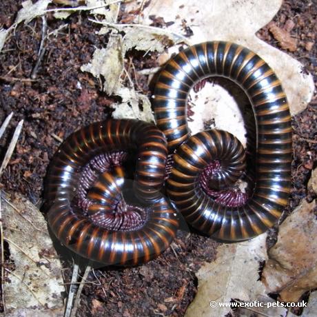 Barbados Banded Millipede