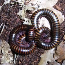 Barbados Banded Millipede (Unknown species)