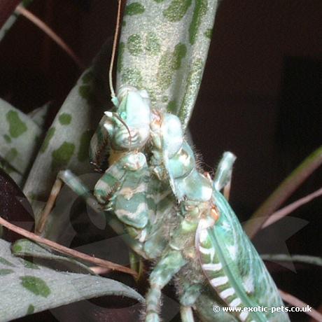 Thistle Mantis