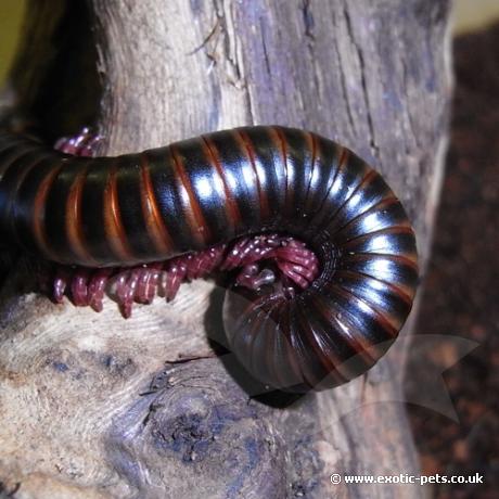 Barbados Banded Millipede - log curled up