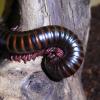 Barbados Banded Millipede - log curled up photo
