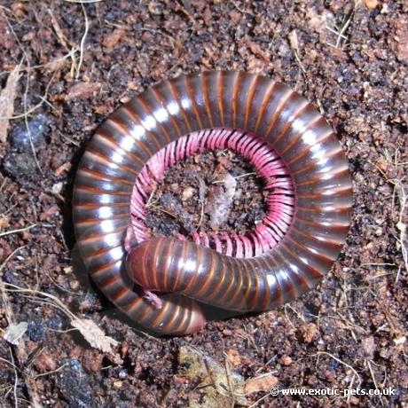 Pink Legged Millipede - curled up