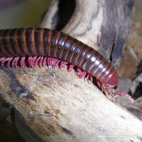 Pink Legged Millipede - on log