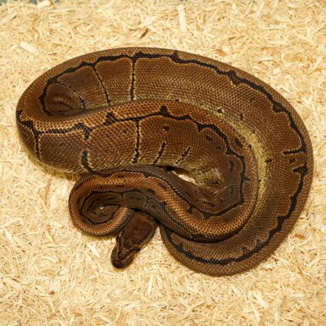 Royal Python or Ball Python - Python regius