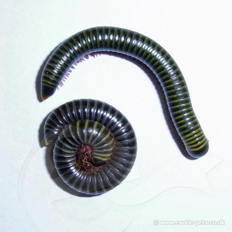 Barbados Neon Millipede