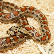 Leopard Snake (Zamenis situla)