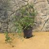 ProRep Live Plant - Maidenhead Vine - 8.5cm pot