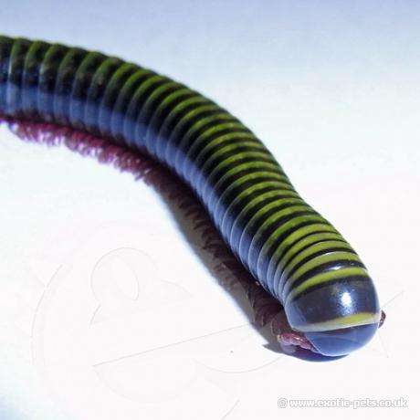Barbados Neon Millipede - head