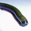 Barbados Neon Millipede - head photo