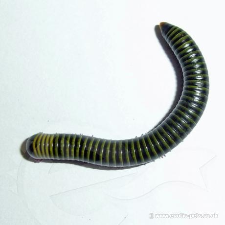 Barbados Neon Millipede - dorsal view