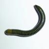 Barbados Neon Millipede - dorsal view photo