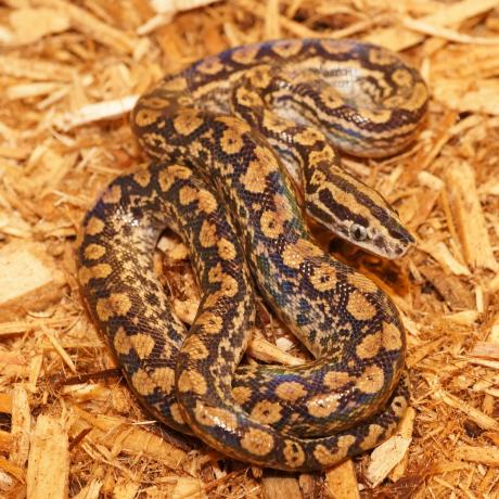 Paraguayan Rainbow Boa