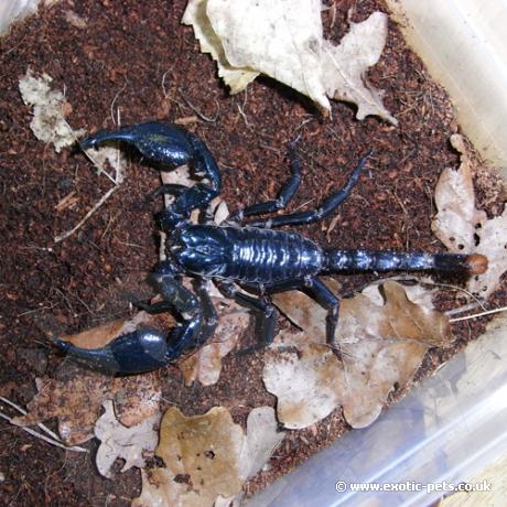 Asian Forest Scorpion