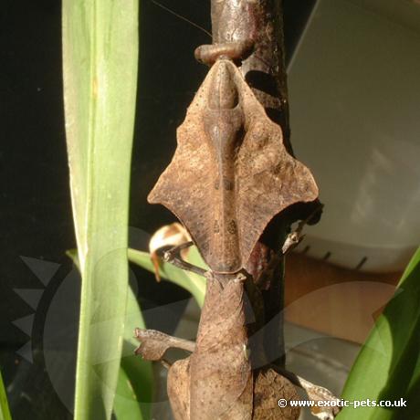 Dead Leaf Praying Mantis showing neck shape