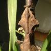 Dead Leaf Praying Mantis showing neck shape photo