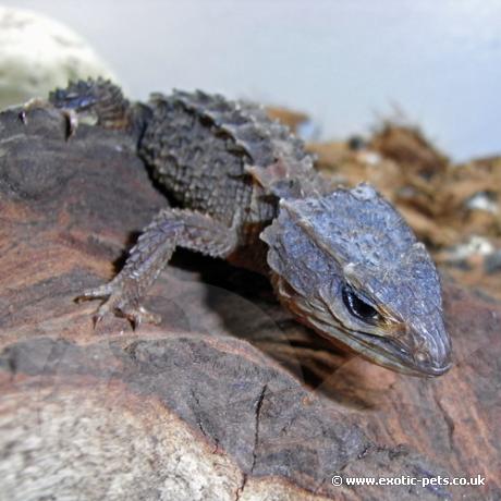 Crocodile Skink
