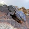 Crocodile Skink photo