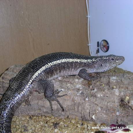 Giant Plated Lizard