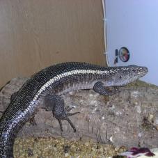 Giant Plated Lizard (Gerrhosaurus validus)