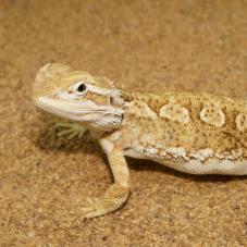 Rankins Dragon (Pogona henrylawsoni)