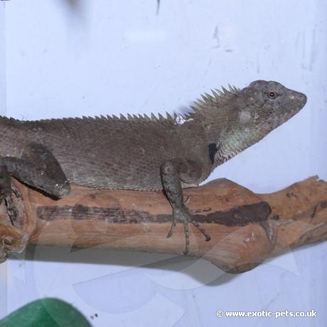 Asian Blood Sucker